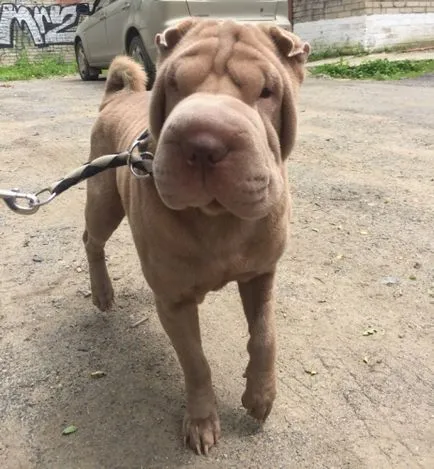 Cum de a alege un catelus Shar-Pei - Shar-Pei hollens kennel Dl. Piatra