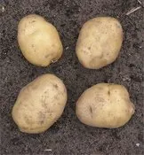 Cum să crească cartofi în timpul iernii