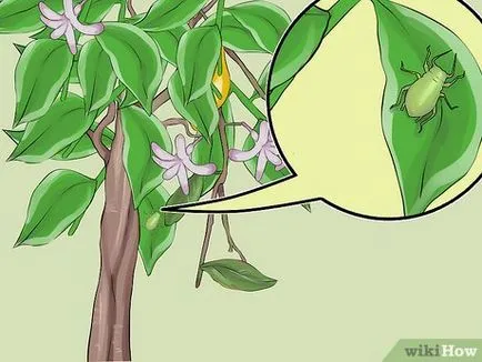 Как да расте едно лимоново дърво на закрито