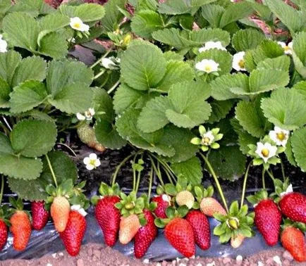 Как да расте разсад на ягоди и ягоди от семена