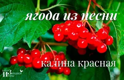 Viburnum с мед