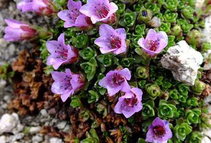 plantare Saxifrage de flori și de îngrijire, udare, fertilizare, reproducere