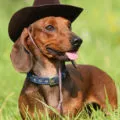 Dwarf Dachshund descriere rasa, decordog