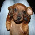 Dwarf Dachshund descriere rasa, decordog