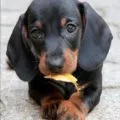 Dwarf Dachshund descriere rasa, decordog