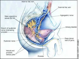 Drops - prostodin recenzii despre tratamentul prostatita, compoziția și prețul la farmacie