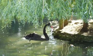 Térkép Askania Nova, Askania Nova Reserve