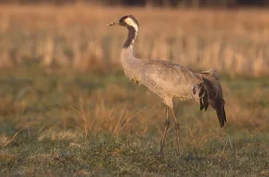 Térkép Askania Nova, Askania Nova Reserve