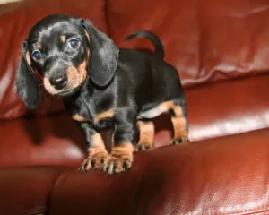 Dwarf Dachshund descriere rasa, decordog