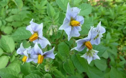 Burgonya „kékség” leírás, jellemzőit és tulajdonságait a termesztés fajták