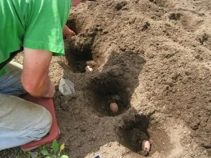 Burgonya impala leírását és jellemzését fajták, ültetés és gondozás