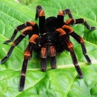 Miért álom egy tarantula