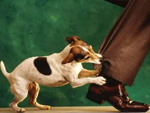 De ce vis de un câine mușcă o carte de vis pentru a afla de ce muscaturilor de caine poate visa