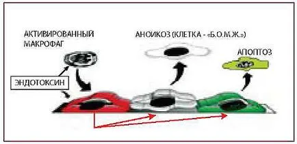 A klinikai jelentősége endoteliális diszfunkció műtét