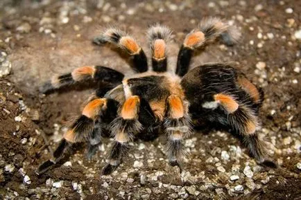 De ce visul unei tarantule decodare vise diferite