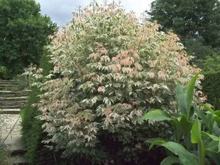 Maple flamingó különösen ültetés, gondozás, előnyei és hátrányai, az alkalmazásra táj