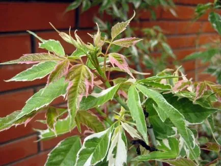 Maple flamingó különösen ültetés, gondozás, előnyei és hátrányai, az alkalmazásra táj