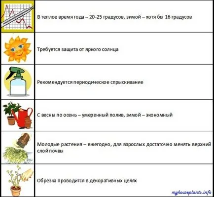 Klitoria троен - моите стайни растения