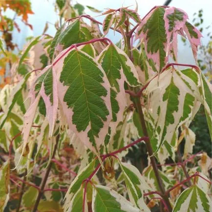 Maple flamingó különösen ültetés, gondozás, előnyei és hátrányai, az alkalmazásra táj