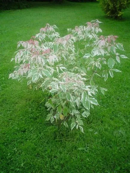 Maple flamingó különösen ültetés, gondozás, előnyei és hátrányai, az alkalmazásra táj