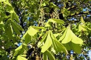 Buckeye recept visszerek otthon Bolotovu