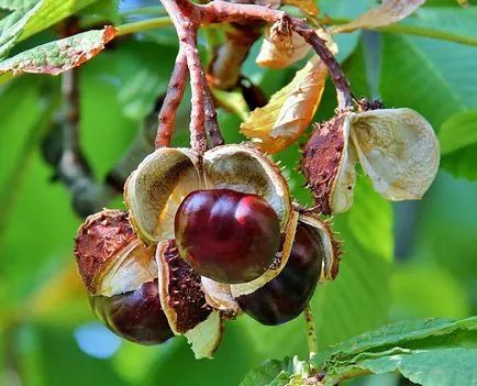 Buckeye recept visszértágulat vadgesztenye tinktúra visszér