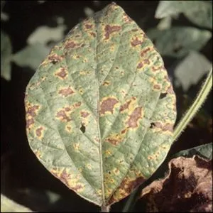 Septoria Leaf Spot (növénybetegség) tünetei, kezelése és megelőzése, zoodom