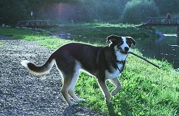 Sikertörténetek a kutyák egy menedék Biryulyovo