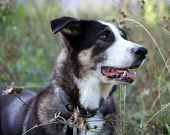 Povești de succes de câini de la un adăpost Biryulyovo