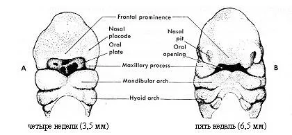 Site-ul Departamentului de Chirurgie