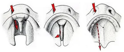 Site-ul Departamentului de Chirurgie