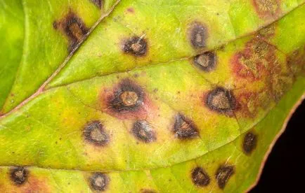 Septoria петна по листата Симптоми, лечение и профилактика