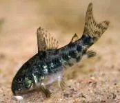 Corydoras (Corydoras) - сом (siluriformes) - едно семейство на риба - Статии Directory - декоративни риби