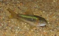Corydoras (corydoras) - catfish (Siluriformes) - o familie de pește - Articole Directory - pesti de acvariu