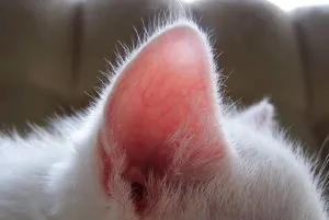 ушите котка замръзнаха какво да правя, лечение