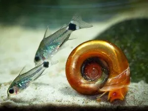 Corydoras harcsa tartalom, gondozás, tenyésztés