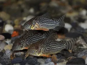 Corydoras harcsa tartalom, gondozás, tenyésztés