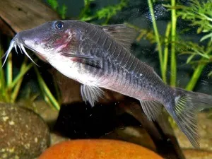 Corydoras harcsa tartalom, gondozás, tenyésztés