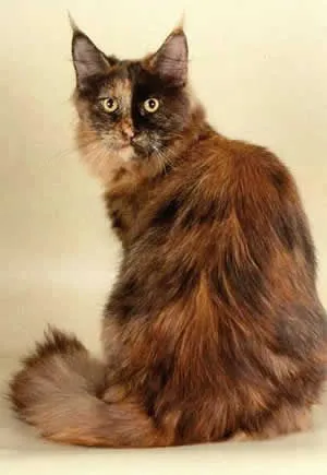 Pisici World, Cat Encyclopedia, Maine Coon
