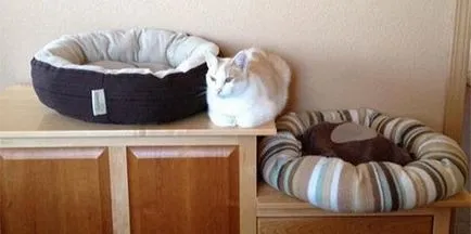 Cat Logic (17 снимки)