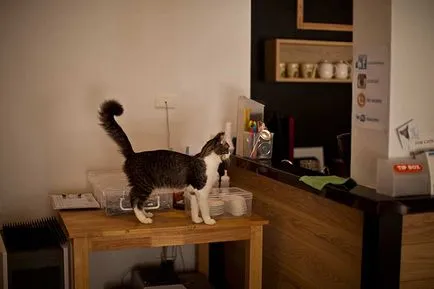 Cat Café (котка кафе) - къде да отида с децата в Патая