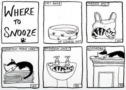 Pisicile si obiecte invizibile - povestiri glume citate zicale poezii poze jocuri amuzante