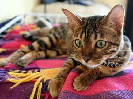 Macskák tenyészteni arab Mau, a leírás és fotó