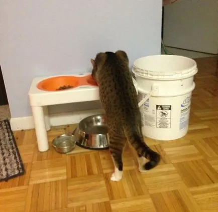 Cat Logic (17 снимки)