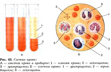 Кръв и други компоненти вътрешна среда