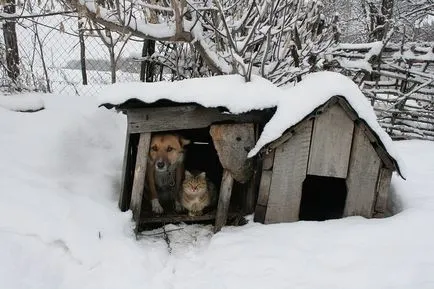 силно приятелство