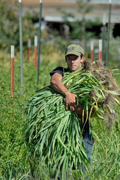 Cine creste legume profesie