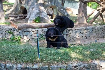 Khao kheo Zoo Pattaya - grădină zoologică