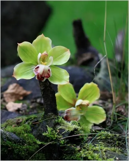 Cymbidium orchideák formázó polimer agyag