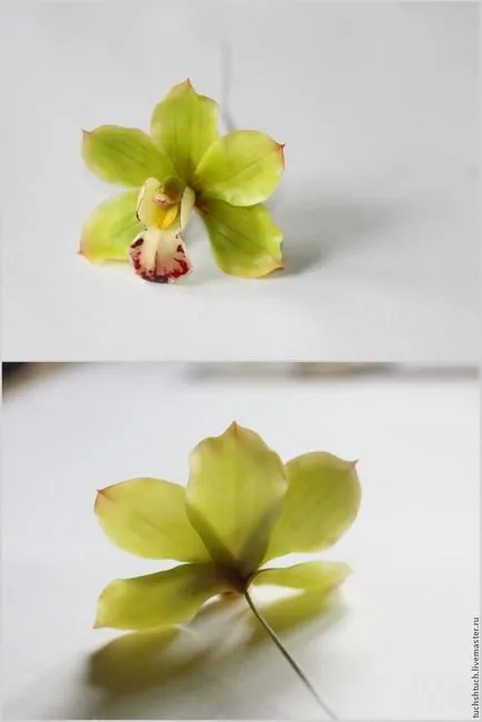 Cymbidium orchideák formázó polimer agyag